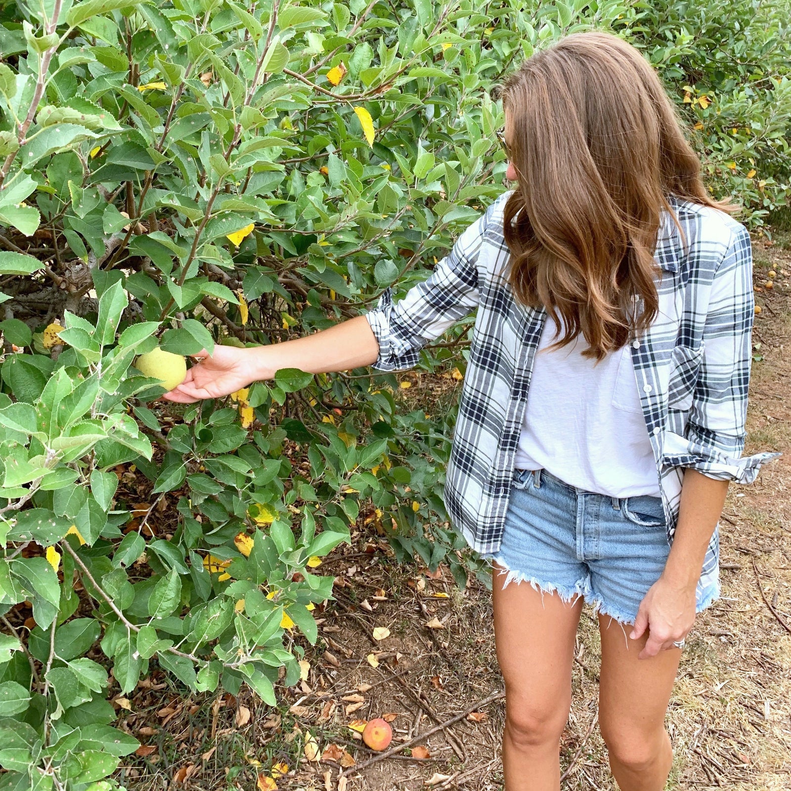 APPLE PICKIN' IN PLAID